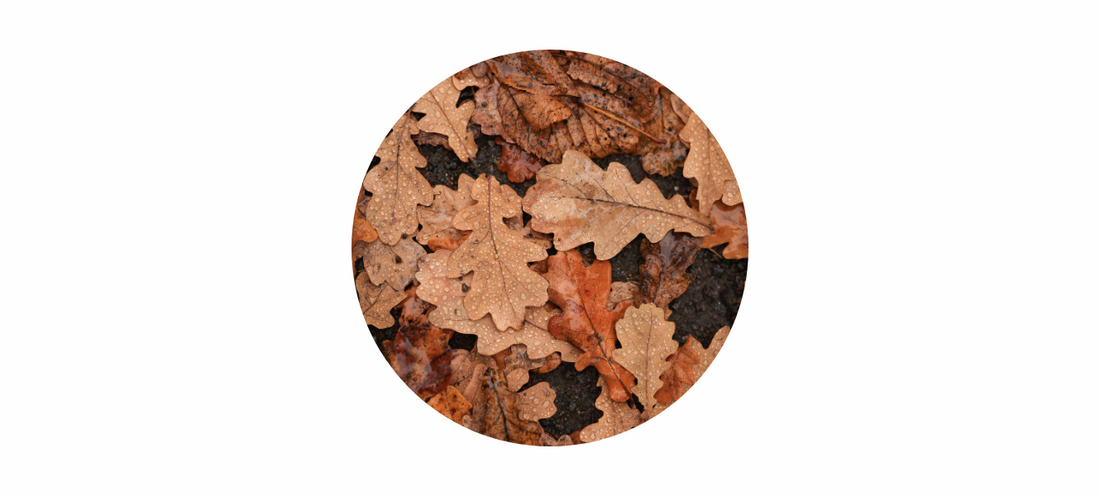 Oak Leaf Jewellery: An Ode to Strength & Wisdom