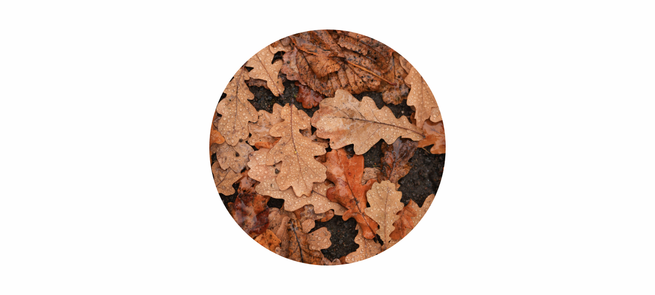 Oak Leaf Jewellery: An Ode to Strength & Wisdom