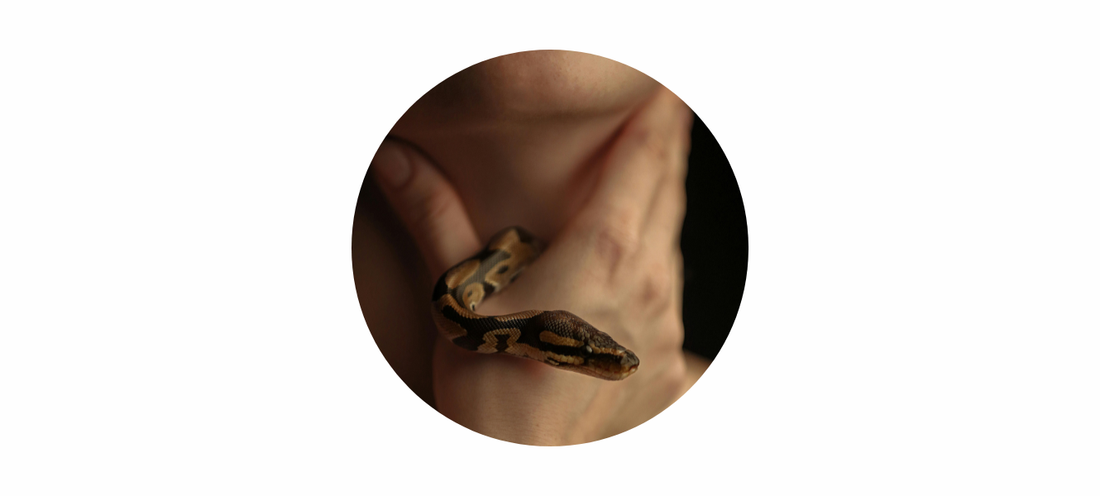 Silver Snake Ring Meaning: A Story of Renewal, Strength & Transformation