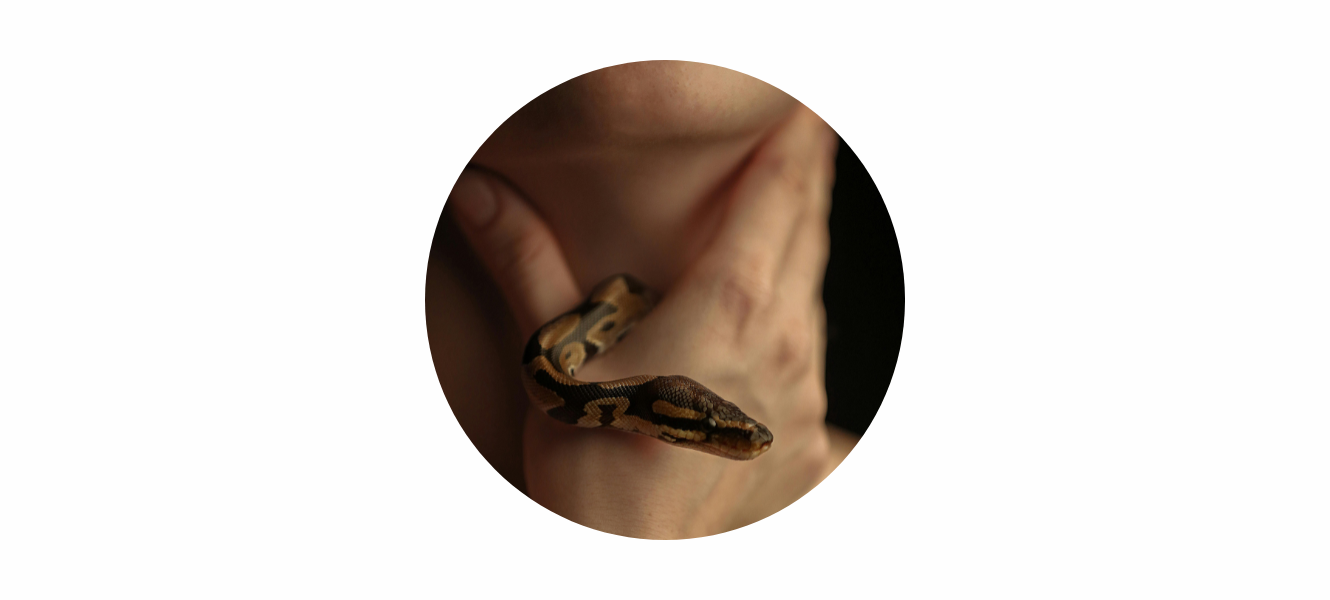 Silver Snake Ring Meaning: A Story of Renewal, Strength & Transformation