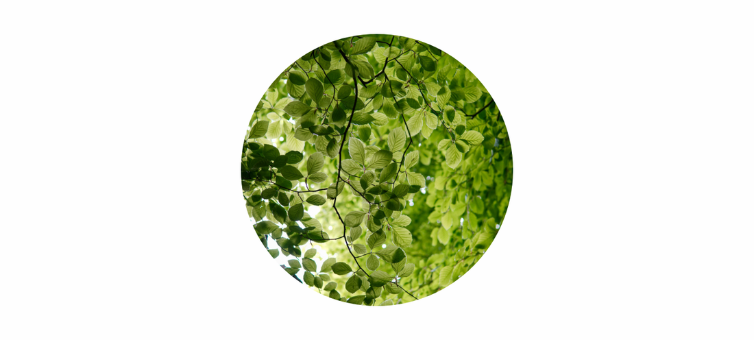 August Birthstone: Peridot Meaning, Energy & Spiritual Themes