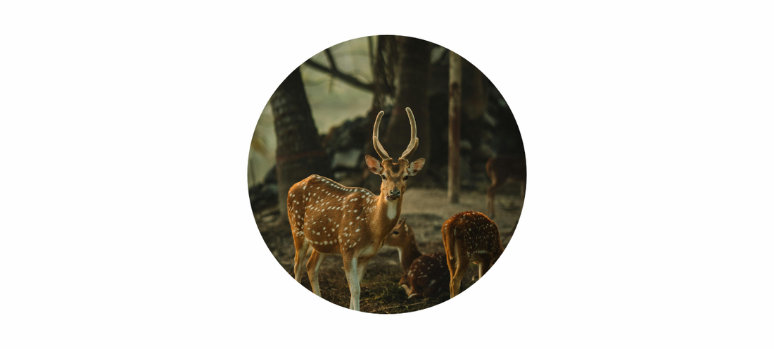 Buck Moon Meaning 2026: June Full Moon Symbolism, Energy & Spiritual Themes