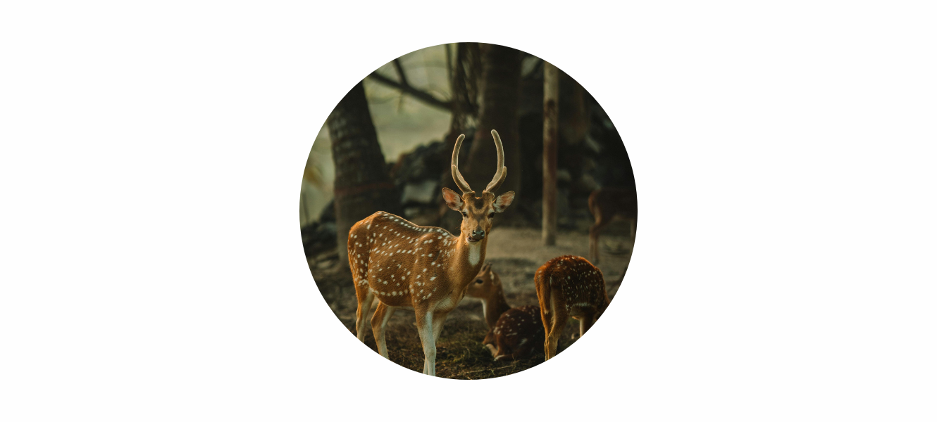 Buck Moon Meaning 2026: June Full Moon Symbolism, Energy & Spiritual Themes