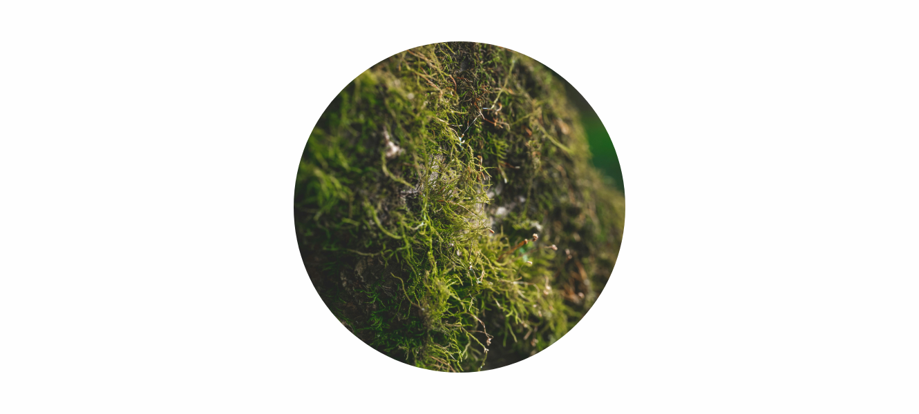 May Birthstone: Emerald Meaning, Energy & Spiritual Themes