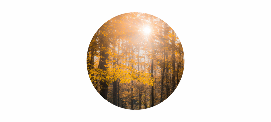 November Birthstone: Citrine Meaning, Energy & Spiritual Themes