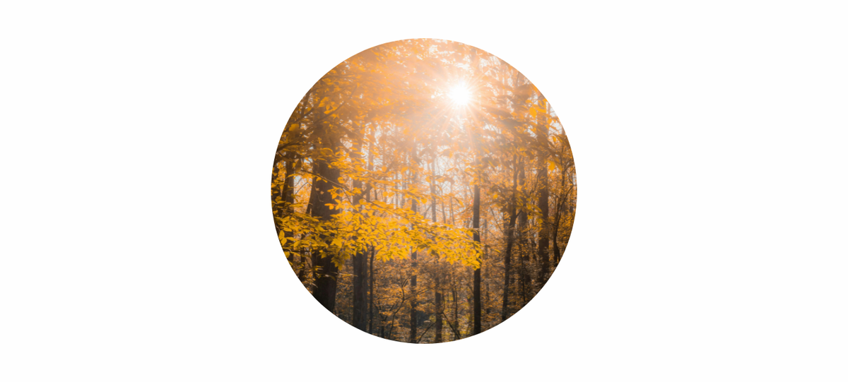 November Birthstone: Citrine Meaning, Energy & Spiritual Themes