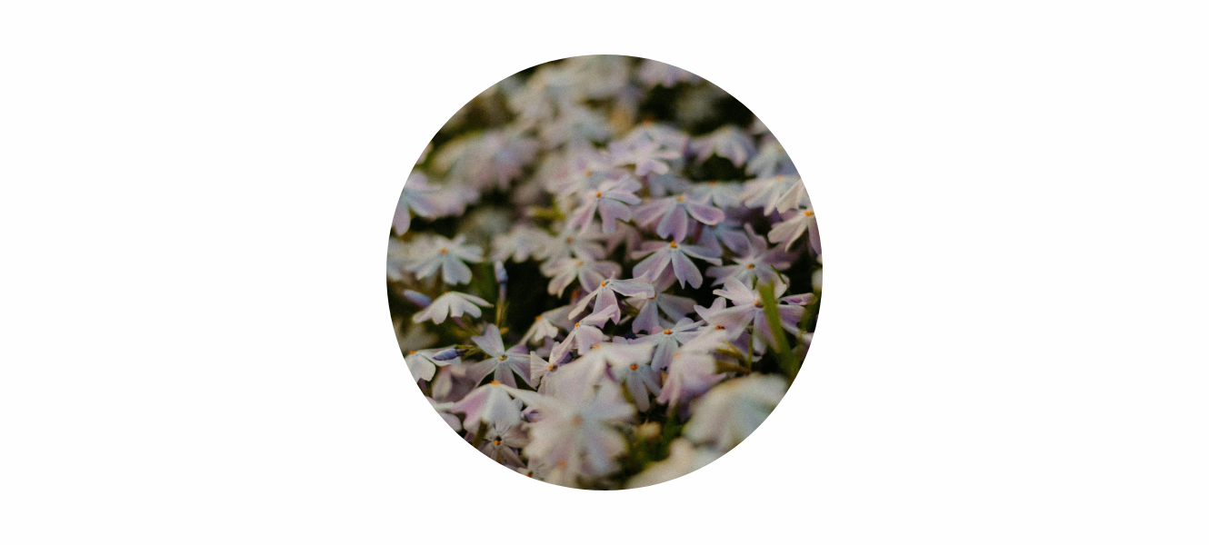 Pink Moon Meaning 2026: April Full Moon Symbolism, Energy & Spiritual Themes