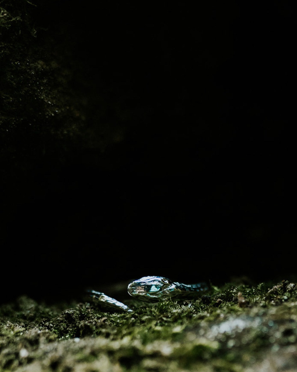 Silver Snake Ring | Quiet Power & Evolution